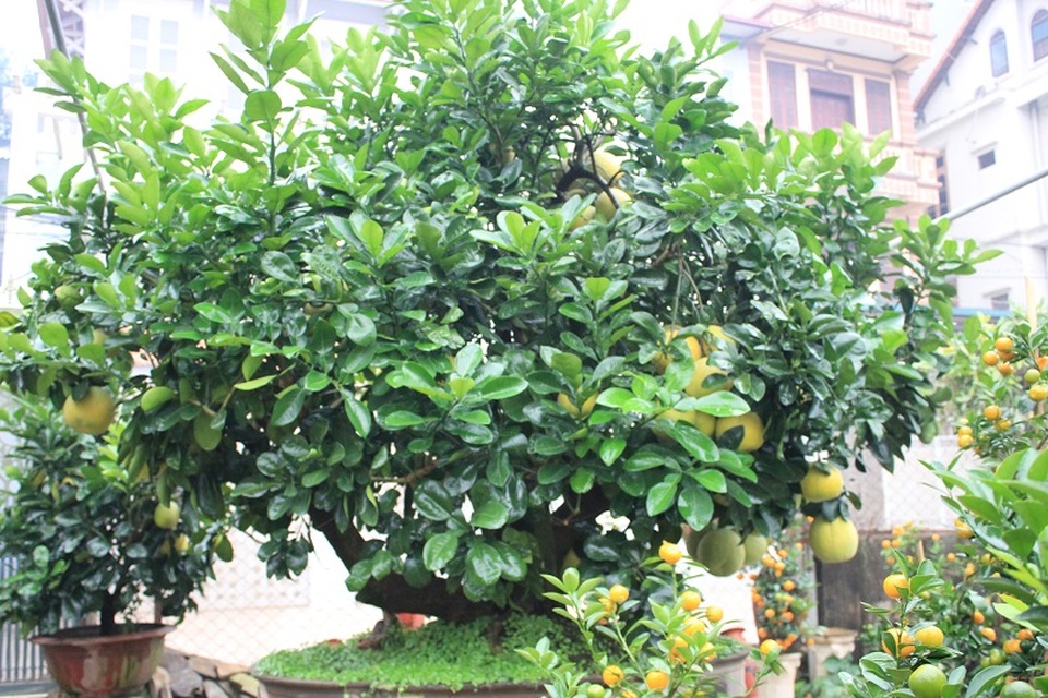 Những "siêu cây cảnh" quý hiếm giá bạc tỷ ở Việt Nam - 9 Cây bưởi Diễn bon sai cổ thụ có tuổi đời khoảng 30 năm được đặt trong chậu cây cảnh nhưng vẫn ra trái tự nhiên trĩu trịt, tỏa hương thơm dịu. Chủ nhân của cây bưởi độc đáo này là chị Thư (Tứ Liên - Tây Hồ - Hà Nội). Chị Thư cho biết, đây là giống bưởi Diễn chính gốc nên vô cùng quý hiếm.