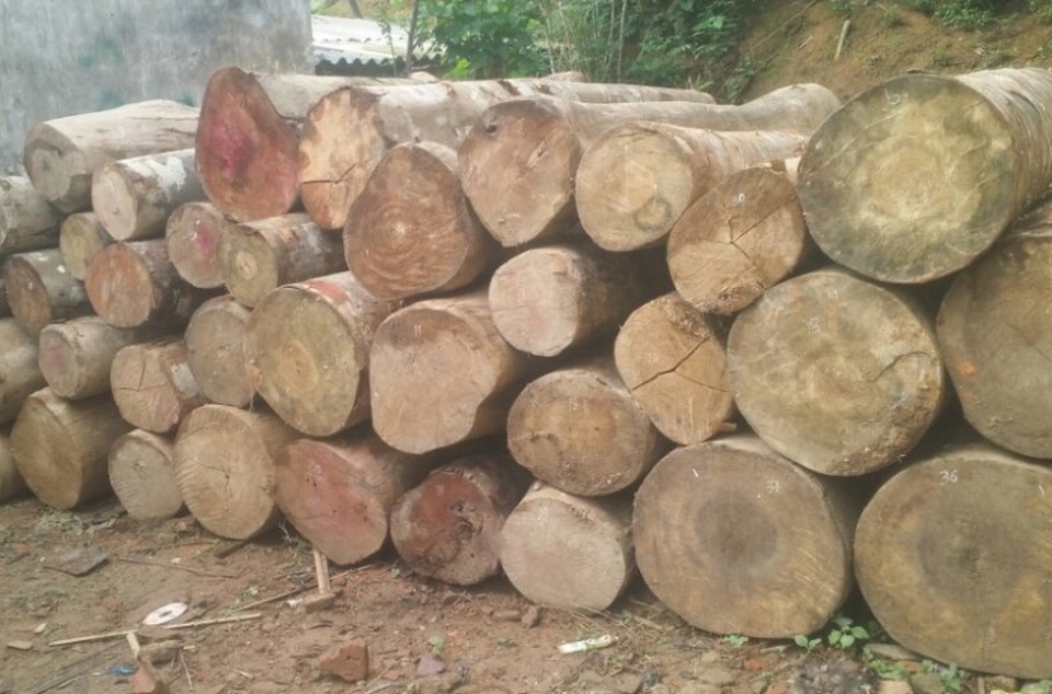 Yêu cầu kiểm điểm tập thể, cá nhân để xảy ra phá rừng trái phép - 2 Lực lượng chức năng huyện Quan Sơn đã thu hồi số gỗ khai thác trái phép
