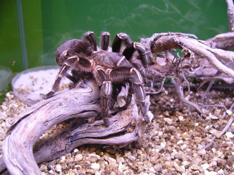 Rợn người xem nhện tarantula thoát xác - 3 Rợn người xem nhện tarantula thoát xác - 3