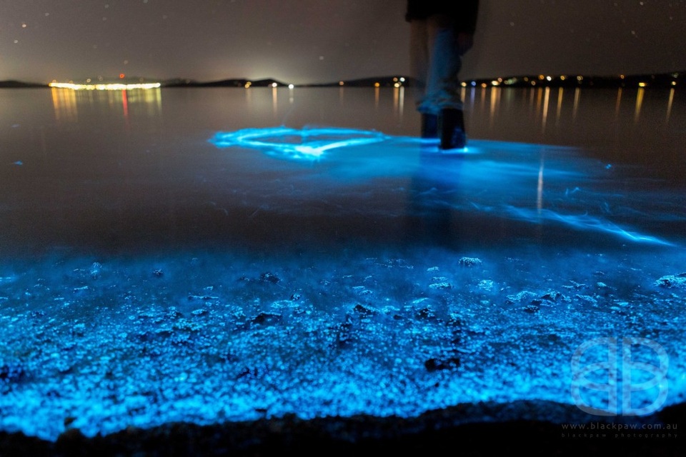 Đây là cơ chế đặc thù của chúng, phát sáng để bảo vệ bản thân