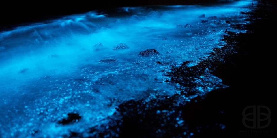 Du khách "phát sốt" với bãi biển phát ánh sáng màu xanh lam kỳ diệu trong đêm - 8