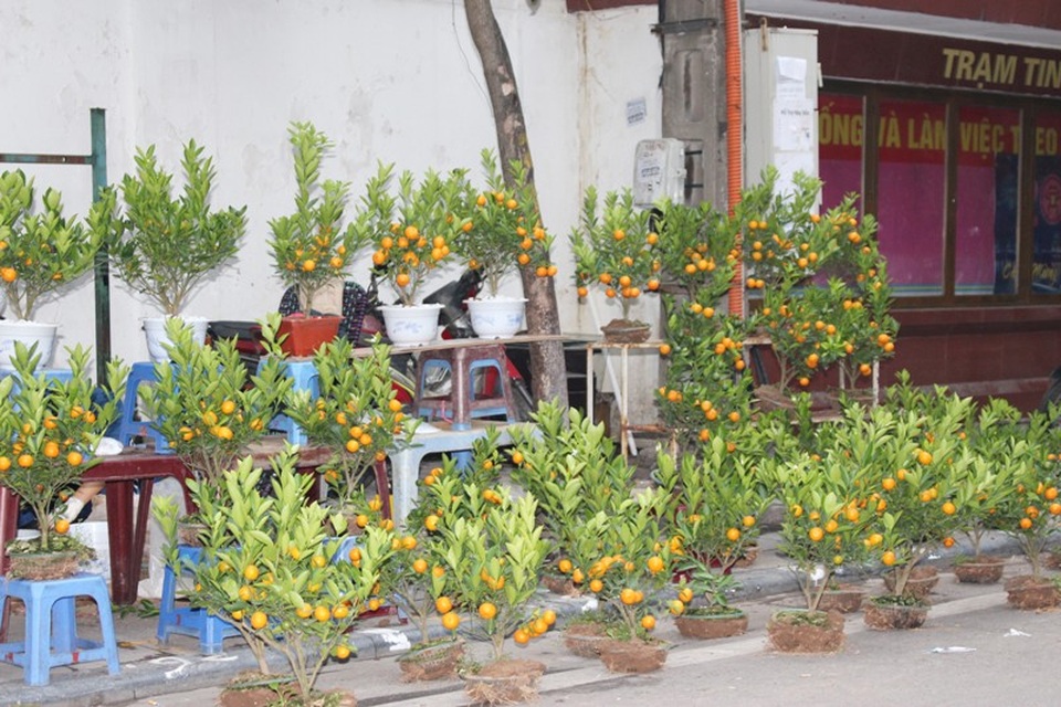 
Chợ hoa Hàng Lược là chợ truyền thống chỉ mở mỗi dịp cuối năm, từ khoảng 20 tháng Chạp. Trước thềm năm mới, nơi đây là một trong những điểm đến yêu thích của nhiều người dân Hà Nội và người nước ngoài.
