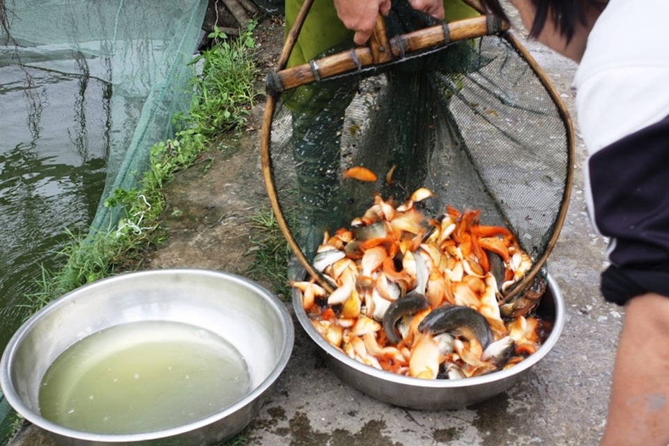 Kiếm bạc triệu mỗi vụ Tết ông Táo nhờ nghề nuôi cá chép đỏ - 8 Thời tiết năm nay thuận lợi cho cá phát triển