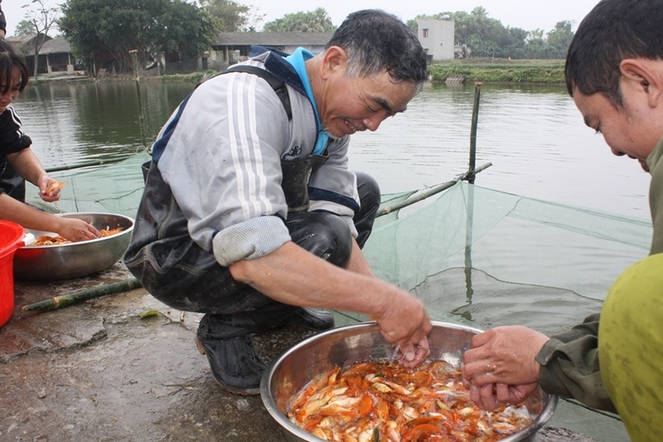 Kiếm bạc triệu mỗi vụ Tết ông Táo nhờ nghề nuôi cá chép đỏ - 7 Niềm vui của những người nuôi cá chép
