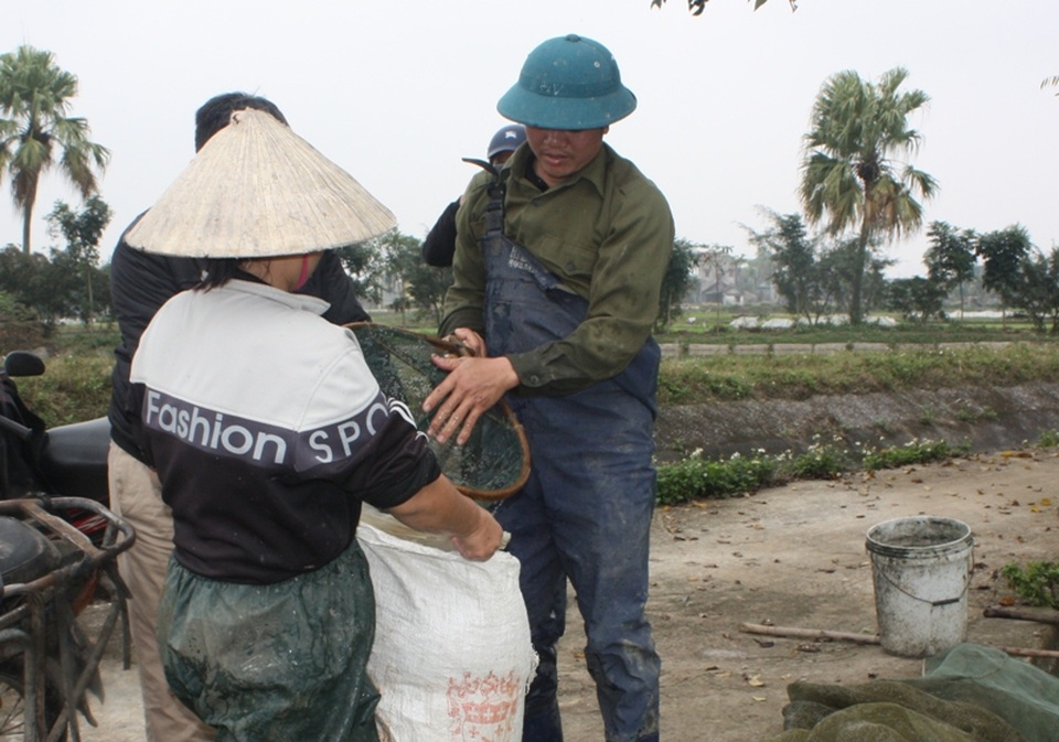 Kiếm bạc triệu mỗi vụ Tết ông Táo nhờ nghề nuôi cá chép đỏ - 10 Các thương lái về thu mua cá chép đỏ đưa đi bán lẻ với giá 20 - 30 nghìn đồng/3 con