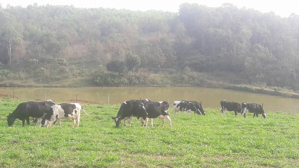 Tập đoàn sữa sở hữu trang trại bò hữu cơ đầu tiên của Việt Nam - 3
Bò sữa của Tập đoàn TH được thả nuôi trên cánh đồng không sử dụng cây biến đổi gen, không sử dụng thuốc bảo vệ thực vật, không dùng phân bón hóa học, thời gian chăn thả bò cũng đảm bảo theo tiêu chuẩn organic.