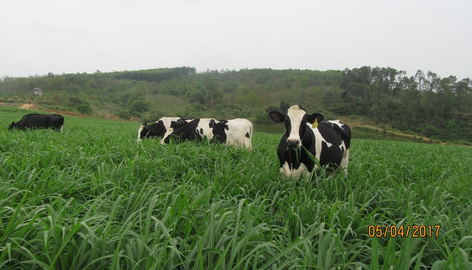 "Chuẩn organic không từ giấy chứng nhận mà từ quy trình thật" - 2
Những cô bò sữa chuyển đổi tại trang trại TH đang thảnh thơi gặm cỏ trên cánh đồng cỏ organic xanh mướt.