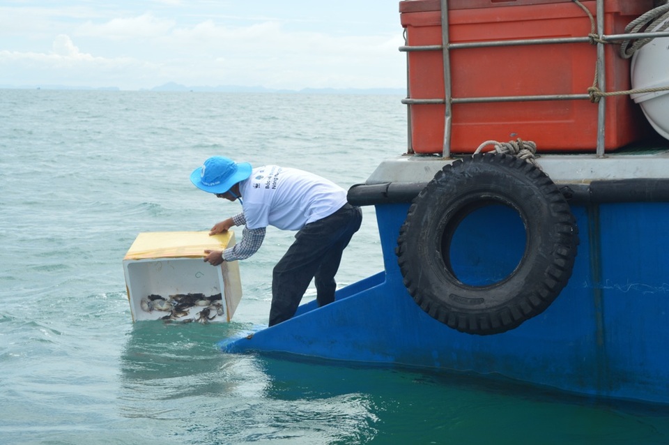 
Sáng ngày 5/6, cán bộ Sở NN & PTNT, Sở TN & MT thả hơn 4 triệu con ghẹ vê biển Phú Quốc
