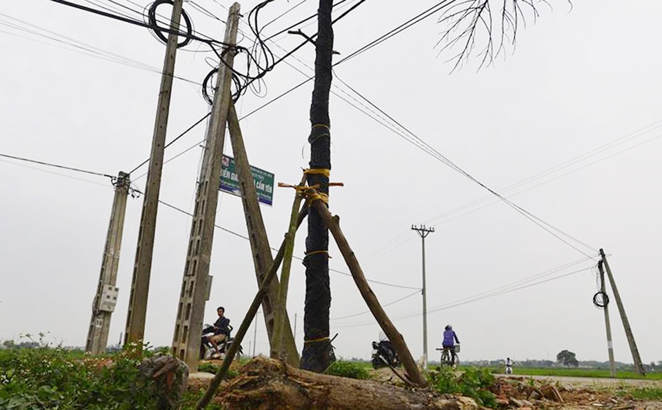Trồng lại nhiều cây xanh sau chiến dịch chặt cây “đòi” vỉa hè - 1 Trồng lại nhiều cây xanh sau chiến dịch chặt cây “đòi” vỉa hè - 1