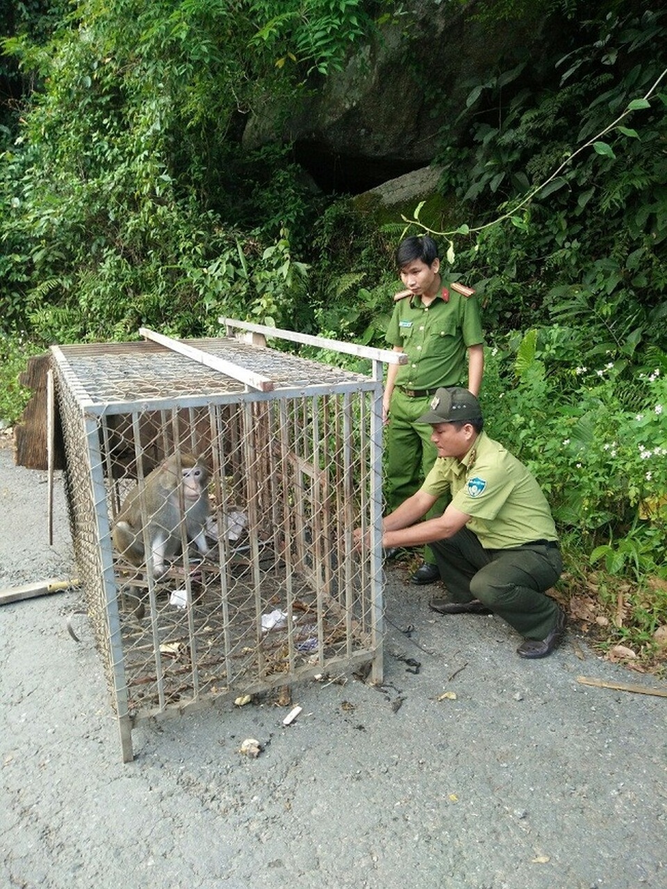 Thả 2 cá thể khỉ và 3 cá thể rắn ráo về môi trường tự nhiên - 1 Thả hai cá thể khỉ về môi trường tự nhiên