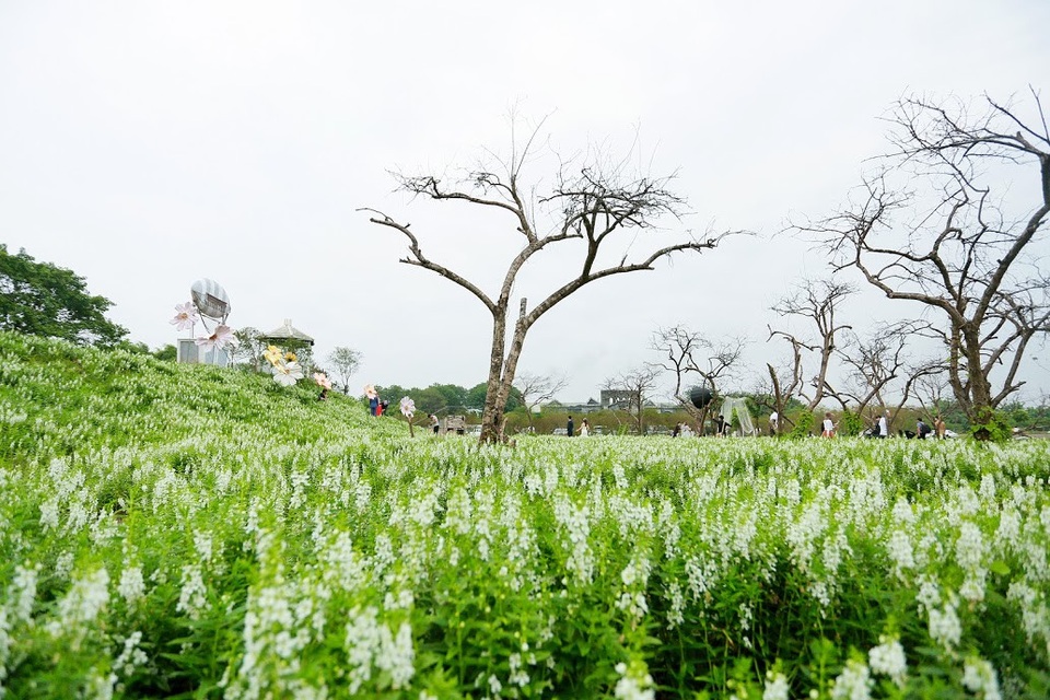 Giới trẻ “phát cuồng” với thảo nguyên hoa giữa lòng Hà Nội - 9 Giới trẻ “phát cuồng” với thảo nguyên hoa giữa lòng Hà Nội - 9