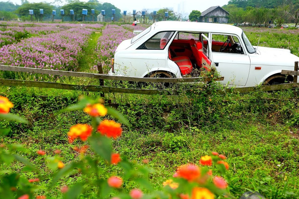 Giới trẻ “phát cuồng” với thảo nguyên hoa giữa lòng Hà Nội - 4 Giới trẻ “phát cuồng” với thảo nguyên hoa giữa lòng Hà Nội - 4