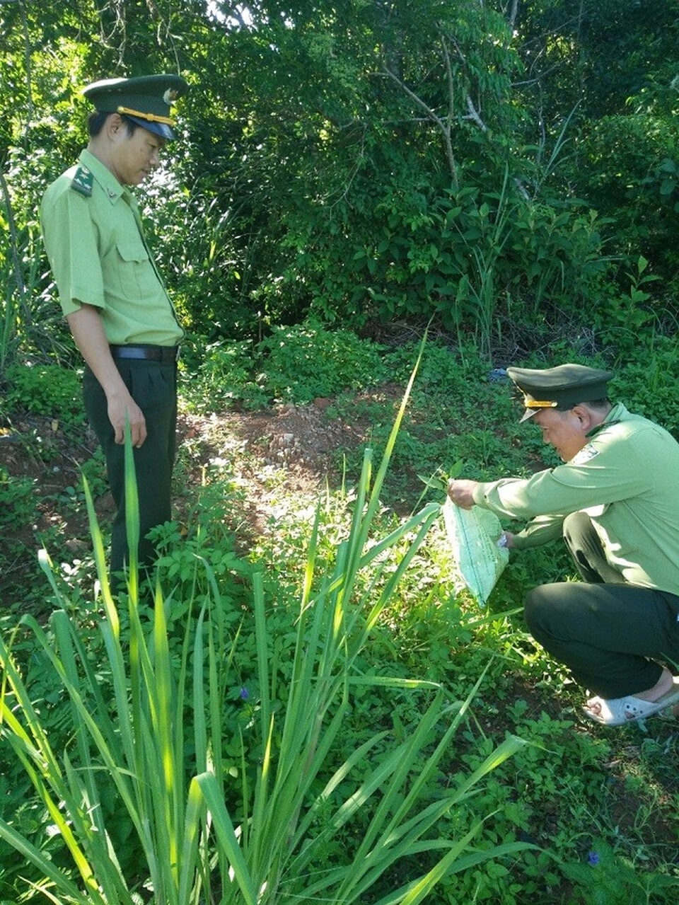Thả 2 cá thể khỉ và 3 cá thể rắn ráo về môi trường tự nhiên - 2 Thả 3 cá thể rắn ráo về môi trường tự nhiên (ảnh Chi cục kiểm lâm Đà Nẵng)