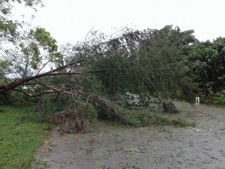 Những hình ảnh tan hoang nơi “siêu bão” quét qua - 29 Cây phi lao lớn bị bật gốc chắn ngang đường dẫn về thị trấn Cửa Tùng