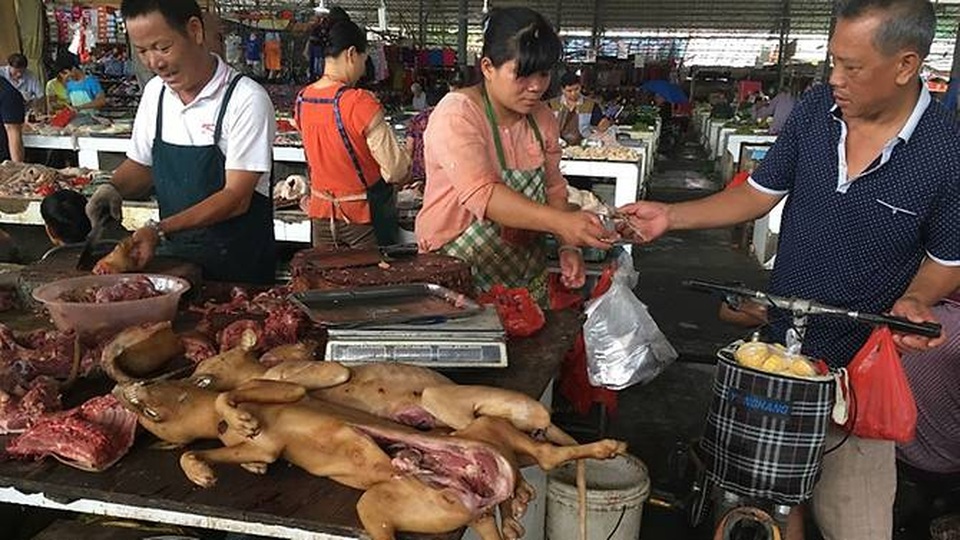 Bất chấp chỉ trích, lễ hội thịt chó vẫn được tổ chức như thường lệ - 6 Bất chấp chỉ trích, lễ hội thịt chó vẫn được tổ chức như thường lệ - 6
