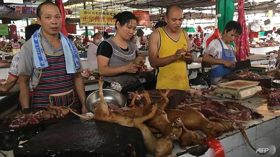 Bất chấp chỉ trích, lễ hội thịt chó vẫn được tổ chức như thường lệ - 5 Bất chấp chỉ trích, lễ hội thịt chó vẫn được tổ chức như thường lệ - 5