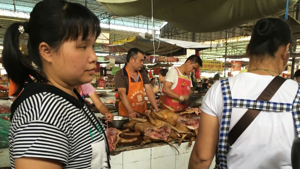 Bất chấp chỉ trích, lễ hội thịt chó vẫn được tổ chức như thường lệ - 3 Các sạp hàng bán thịt chó thui sẵn