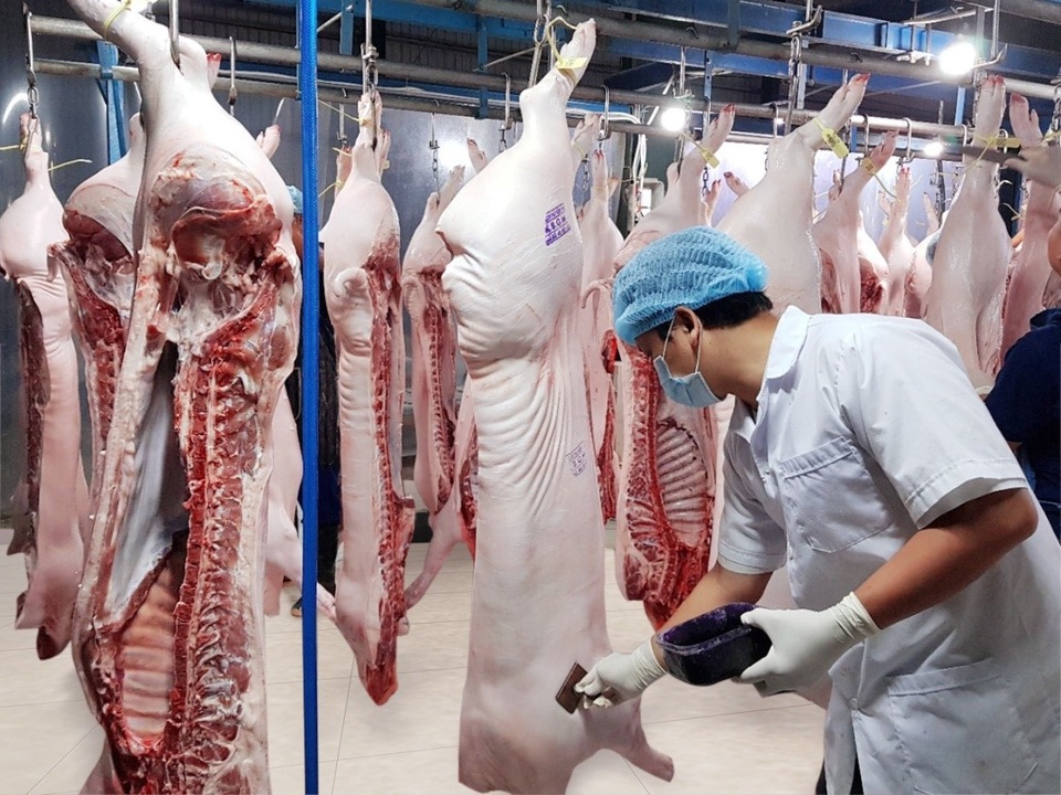 Sản lượng thịt heo VIETGAHP tại MM Mega Market tăng lên hơn 250 tấn/tháng - 1 Thịt heo tại trạm trung chuyển Đồng Nai được kiểm định chất lượng nghiêm ngặt.