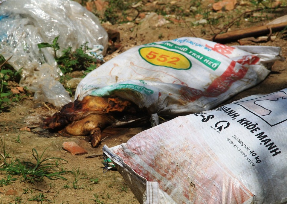 Vụ heo chết vứt đầy đường: Huyện chưa có bãi rác xử lý tập trung - 1 Xác heo vứt ven đường bốc mùi hôi thối nồng nặc trước đó đã được chính quyền địa phương xử lý.