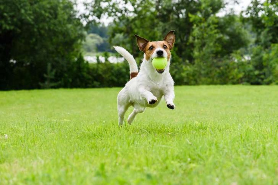 7 bệnh bạn có thể bị lây từ thú cưng - 3 7 bệnh bạn có thể bị lây từ thú cưng - 3