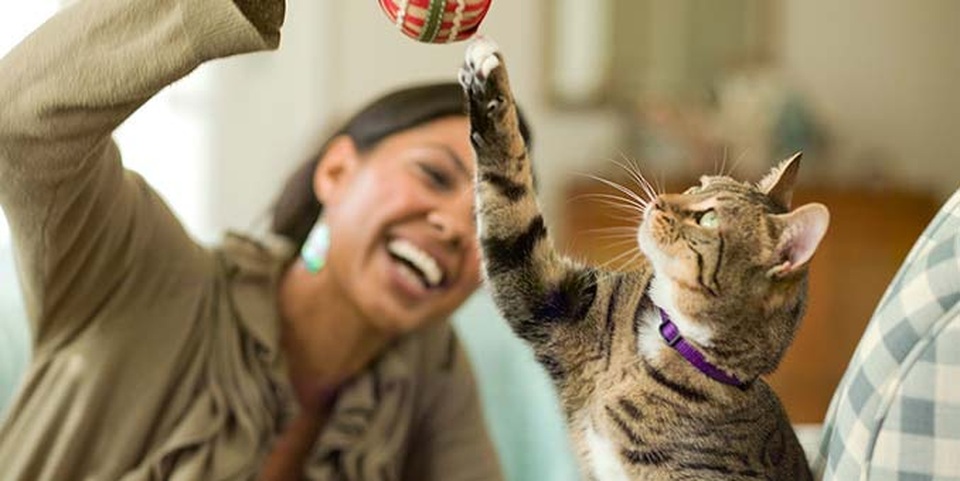 7 bệnh bạn có thể bị lây từ thú cưng - 2 7 bệnh bạn có thể bị lây từ thú cưng - 2