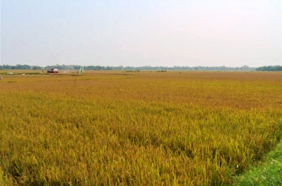 Nông dân “thắng lớn” nhờ mô hình cánh đồng mẫu - 4 Những mô hình cánh đồng mẫu được hình thành