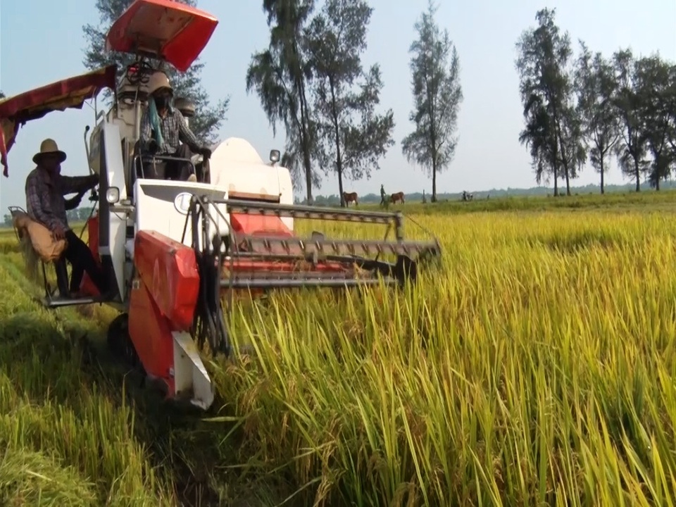 Nông dân “thắng lớn” nhờ mô hình cánh đồng mẫu - 2 Bà con nông dân các địa phương đang tích cực thu hoạch lúa để chuẩn bị kịp tiến độ gieo sạ vụ Hè thu