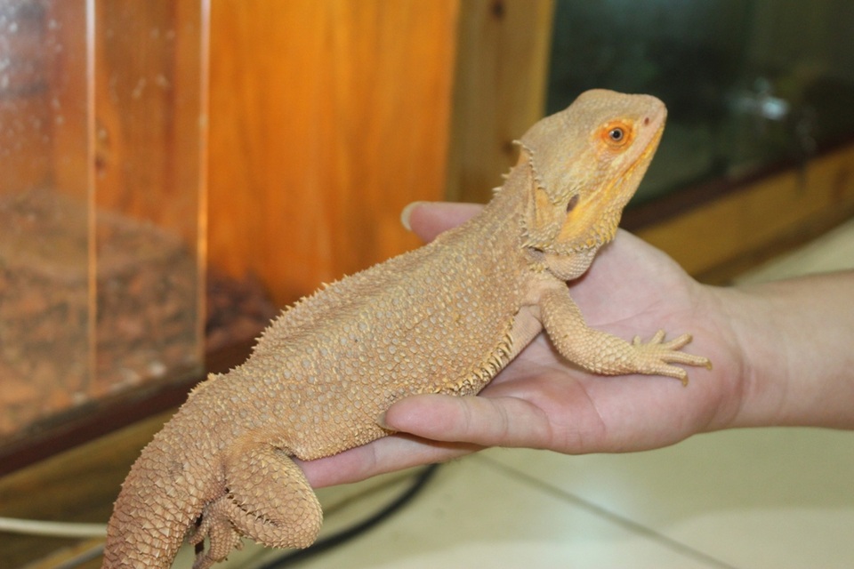Thú nuôi sinh vật cảnh “dị, độc, lạ” của dân chơi Việt - 8 Bearded Dragon rất linh động, ăn tạp và ăn nhiều. Vì vậy, người nuôi cần bổ sung dinh dưỡng kịp thời cho sự phát triển mạnh mẽ của chúng. Trong vòng vài tháng đầu đời, một con rồng Úc có thể phát triển cơ thể gấp 3-4 lần. Giá một chú rồng kích cỡ nhỏ dao động trong khoảng 900.000 đồng
