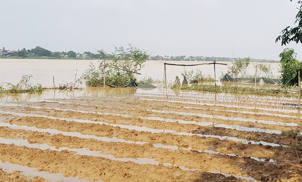 “Thủ phủ” hoa Tết sạch trơn do lũ - 7
Có nhiều nơi mới gieo hạt 3 ngày, nước lũ vào đã làm chết hết