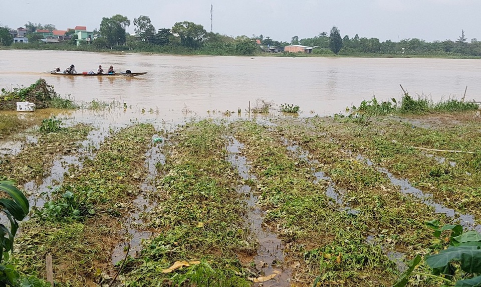 “Thủ phủ” hoa Tết sạch trơn do lũ - 8 Không những hoa mà rau màu cũng bị nước lũ ngâm làm chết sạch