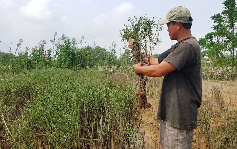 “Thủ phủ” hoa Tết sạch trơn do lũ - 5
Nhiều gốc hoa lớn cũng đã bị úng gốc, thối rữa