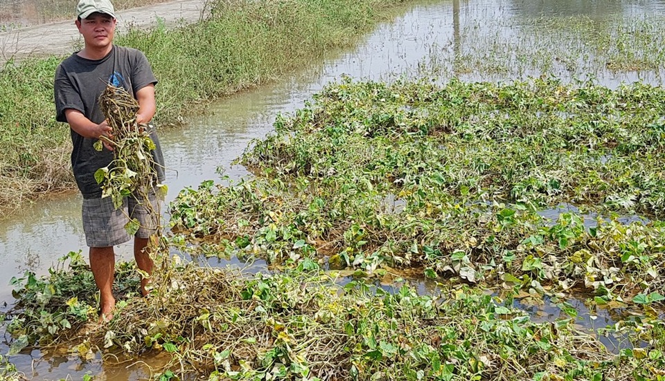 “Thủ phủ” hoa Tết sạch trơn do lũ - 9
Anh Nguyễn Văn Năm cho biết, với rau màu úng thế này, làm thức ăn cho heo cũng không được