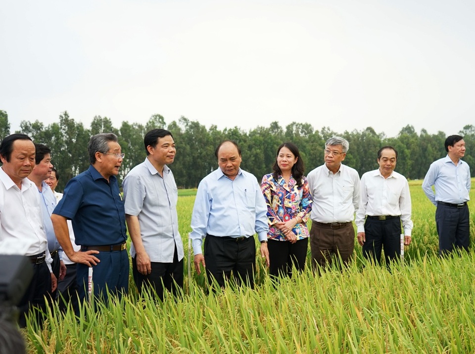 Thủ tướng: Đừng để gạo của quốc gia khác “nằm đầy kệ ở Việt Nam” - 1 Thủ tướng Nguyễn Xuân Phúc cùng lãnh đạo Bộ NN&PTNT, lãnh đạo tỉnh An Giang đến thăm cánh đồng lúa chất lượng cao của Tập đoàn Lộc Trời