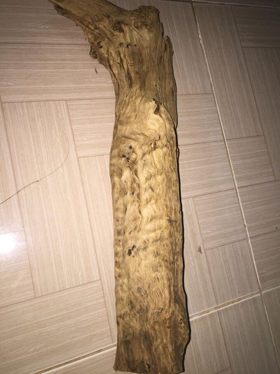 Giá "trên trời", nhưng gỗ, sản phẩm gỗ từ cây thủy tùng 70% là hàng giả - 1
Không phải ai cũng hiểu rõ giá trị của cây thủy tùng