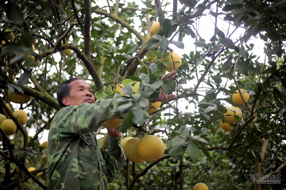 Cả làng phản đối, tỷ phú 'điên rồ' khởi dựng vựa cây 200 tỷ đồng - 1
Ông Lê Văn Phú chăm sóc vườn bưởi Diễn của gia đình