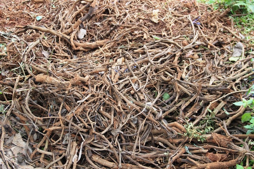 Người dân cắt bỏ thân tiêu bị chết vứt ra khỏi vườn