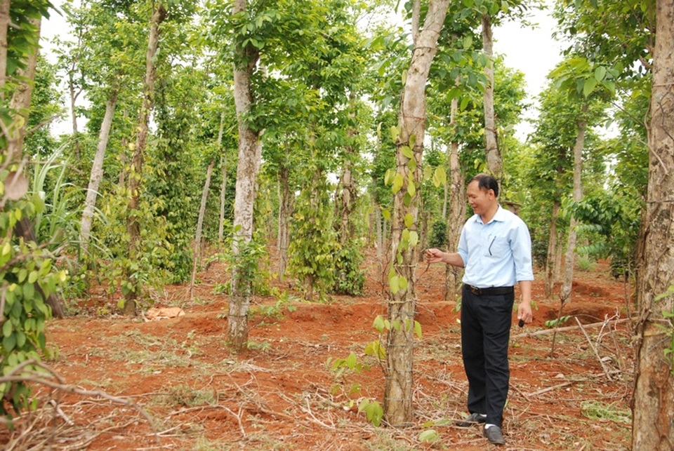 Người trồng tiêu tại Quảng Trị khốn đốn vì dịch bệnh - 1 Những cây tiêu đang phát triển thì bị vàng lá và chết dần