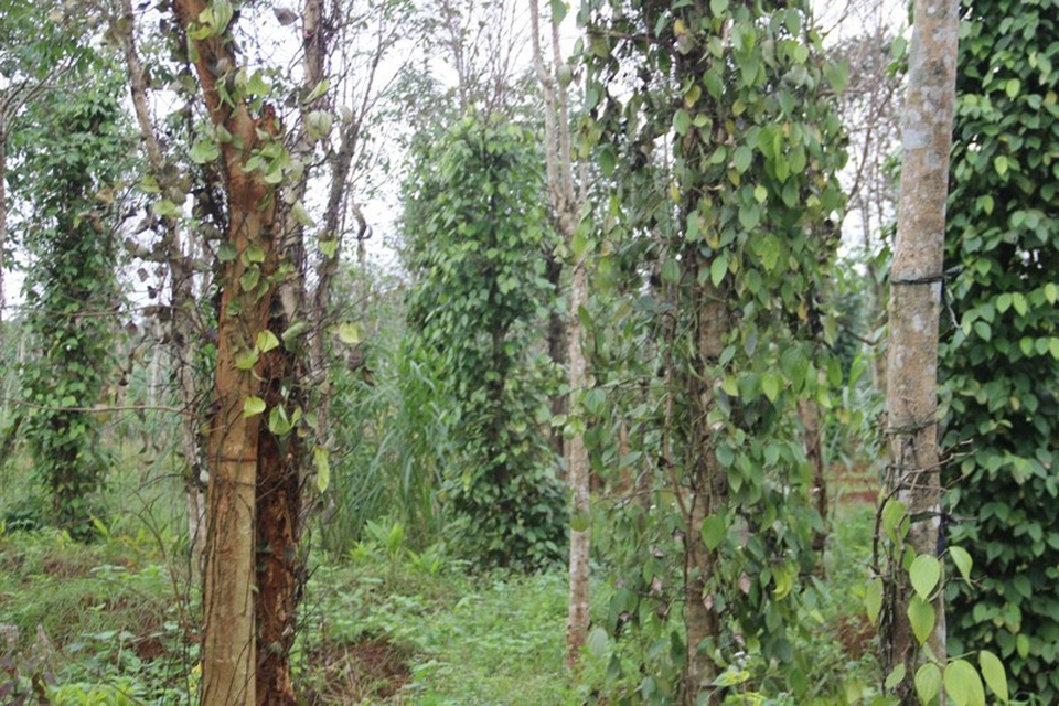 Cây tiêu có biểu hiện bị vàng lá rồi chết trong thời gian ngắn