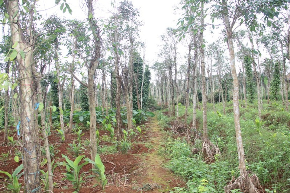 Nhiều vườn tiêu bị chết trơ thân, người dân khốn đốn