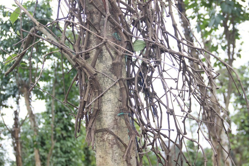 Thân tiêu bị chết còn trơ lại dây trên trụ