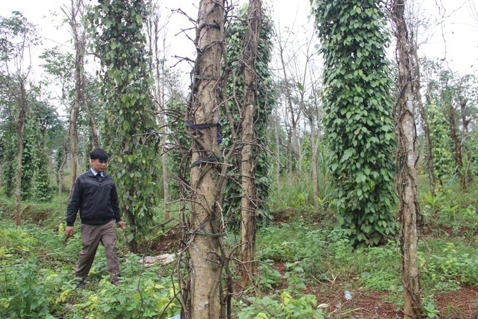 Hàng trăm ha tiêu tại Quảng Trị đã bị chết