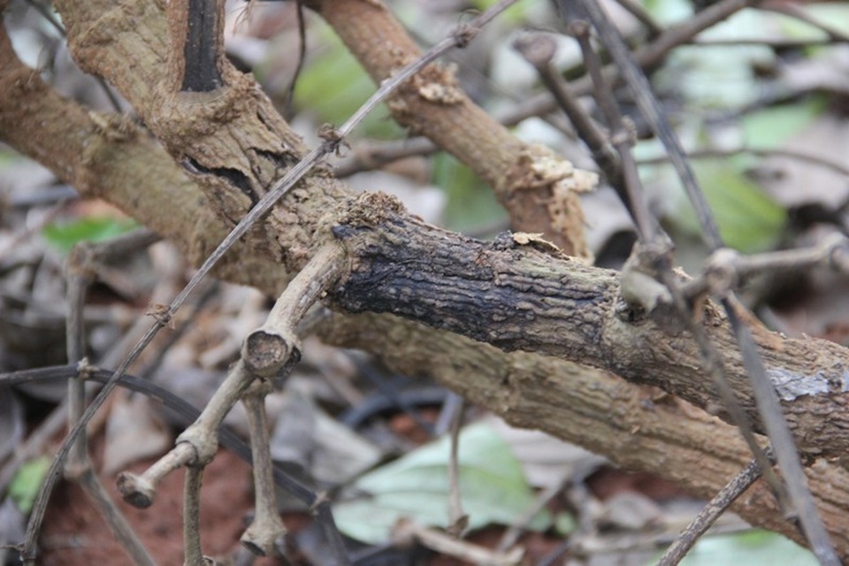Gốc tiêu xuất hiện những vệt đen và thối rễ