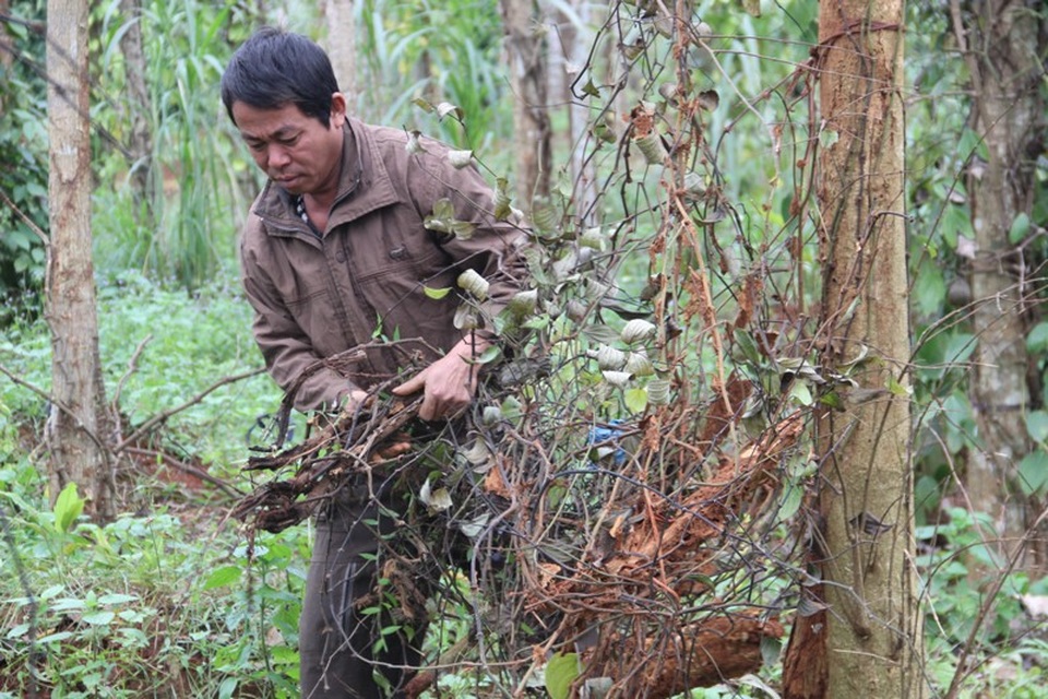 Người dân nhổ bỏ những cây tiêu bị chết trong vườn