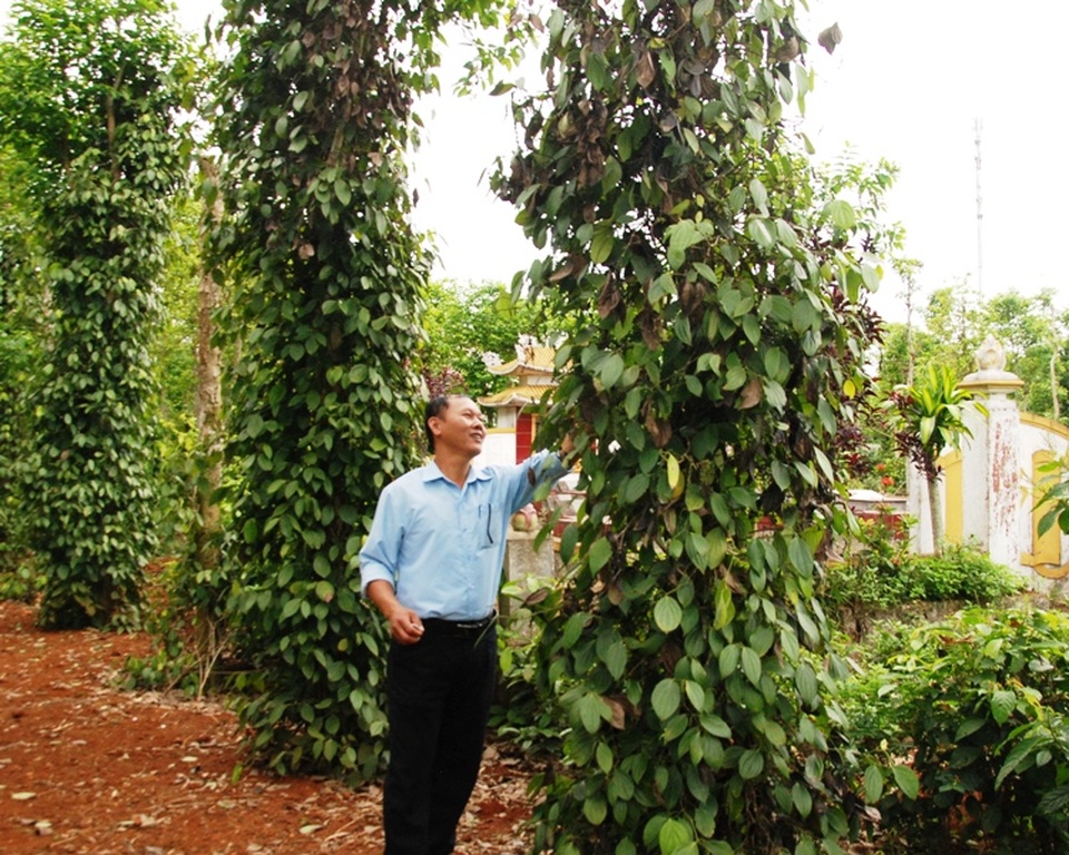 Người trồng tiêu tại Quảng Trị khốn đốn vì dịch bệnh - 3 Những cây tiêu đang độ thu hoạch bị chết dần do dịch bệnh