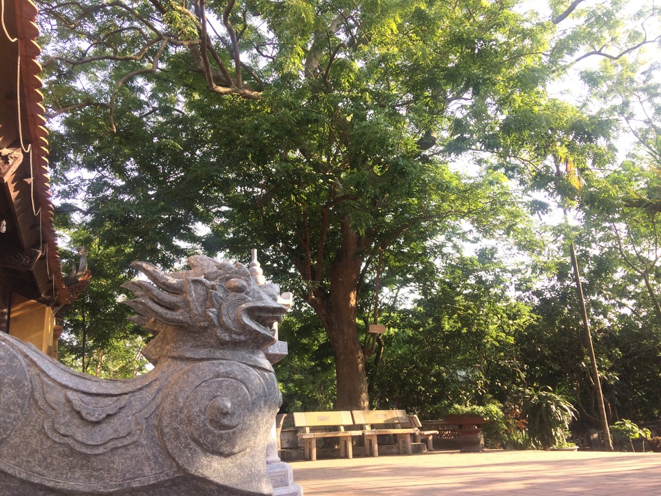 Cây sưa 400 tuổi: Dân không hề muốn bán - 5 Cây sưa 400 tuổi: Dân không hề muốn bán - 5