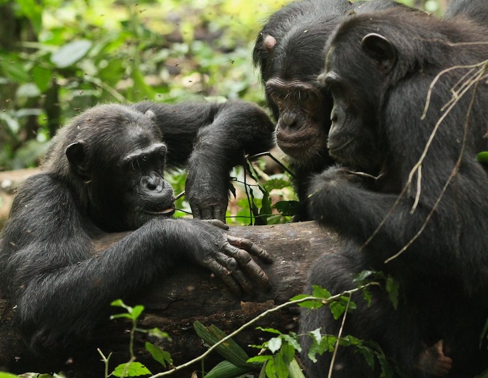 Động vật thông minh hơn chúng ta nghĩ? - 1
Tinh tinh Chimpanzees. Ảnh: Andrew Bernard