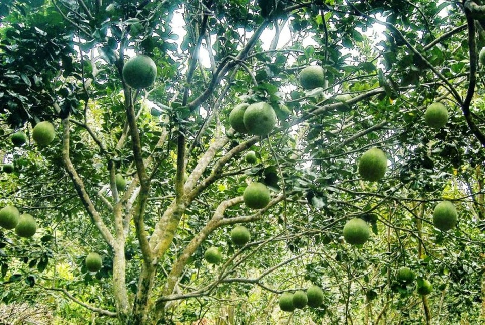 Ngây ngất với những trải nghiệm chỉ có ở miền Tây - 2 Những vườn cây sai trái sẽ níu chân du khách đến miền Tây.