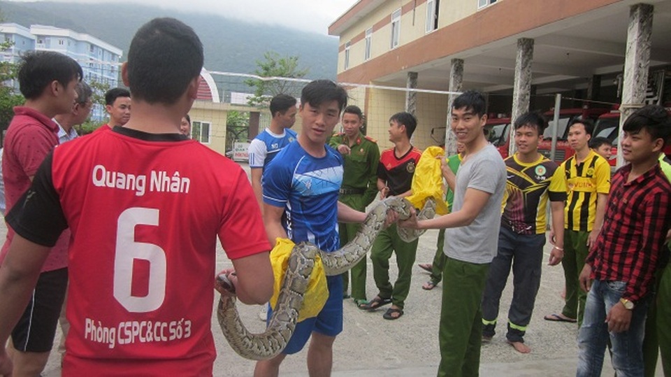 Trăn đất nặng 15kg nằm trước Phòng Cảnh sát PCCC - 1 Con trăn đất đã được thả vào rừng Sơn Trà