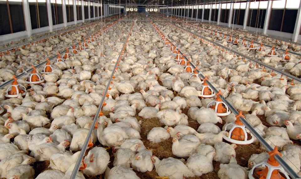 Bí ẩn gà 10 ngàn đồng/kg: Xương đen thui, thịt mục nát - 2
Do gà Mỹ giá siêu rẻ nên gà trong nước giảm giá mạnh khiến người nuôi thua lỗ nặng