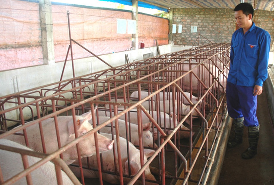 Những ông chủ trẻ khởi nghiệp từ nghề nông - 1
Trang trại chăn nuôi lợn thương phẩm của gia đình anh Nguyễn Văn Hịu.
